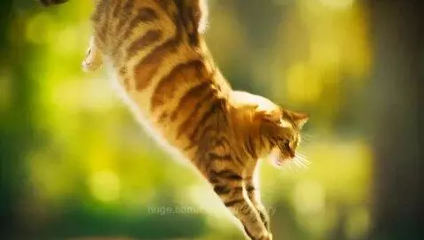 silly cat jumping by manvsgreenary