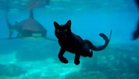 cat swimming with sharks fail by ohnepixel