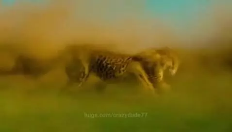 cheetah sprinting by crazydude77