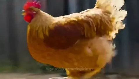 huge chicken running by eugenedingleberry
