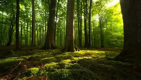 amazing forest by nileblue