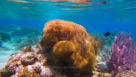 video poster