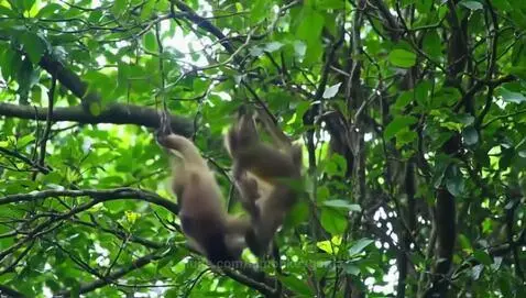 Cute monkeys swinging by aimonkeygorila