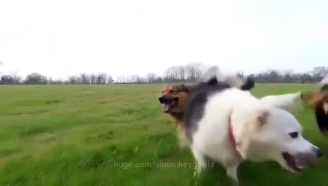 Cute dogs running in field by aimonkeygorila