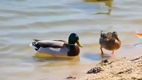 Ducks running around in pond by aimonkeygorila