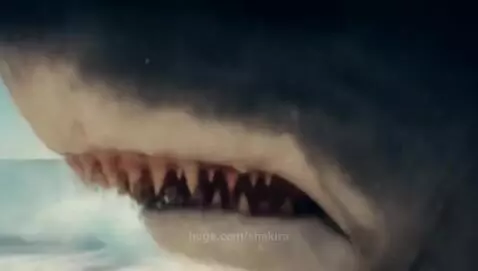 shark running on land by shakira
