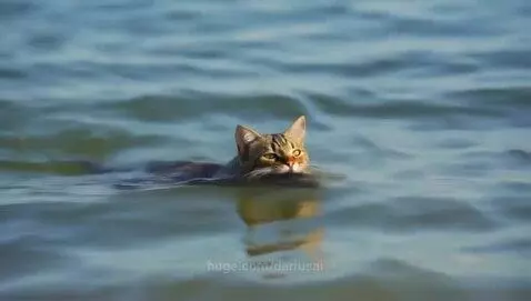 Cute cat swimming by dariusai