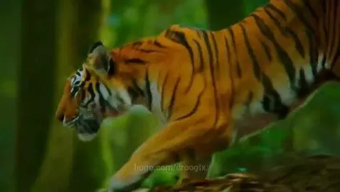tiger by droogix