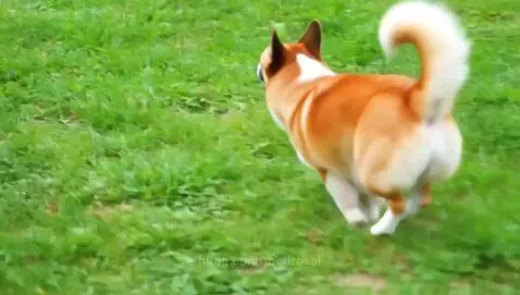 Cute dog running by medrosai