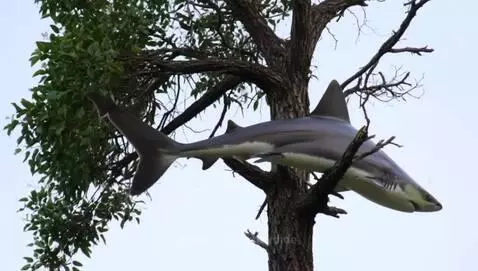 im stuck ina  tree by funnydide