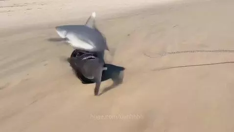Shark on wheels by uuhhhhh