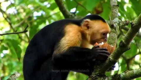 monkey by minuitetech