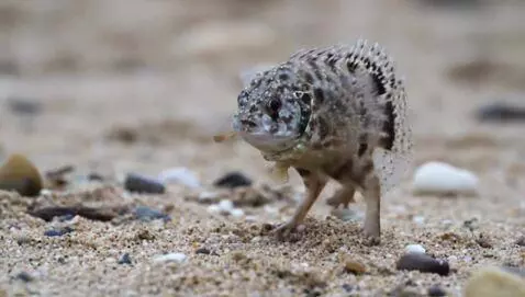 Fish with legs by patty