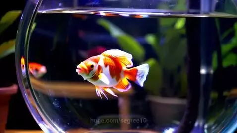 Pet fish by segree10