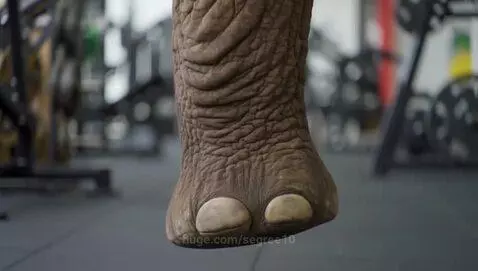 The skipping elephant by segree10