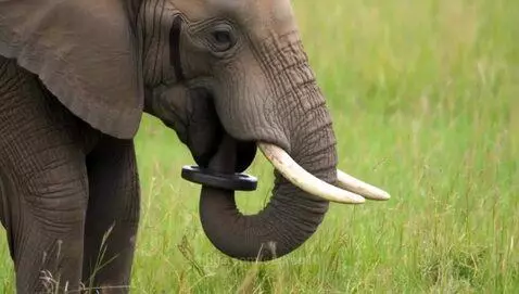Elephant working out by segree10