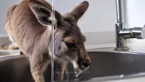 Kangaroo by segree10