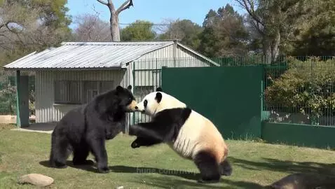 Panda and Bear by mwp
