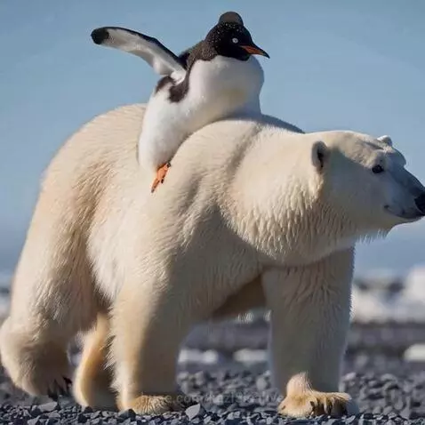 A penguin riding a polar bear. by kazi5isalive