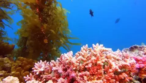 Fish swimmming by mandem