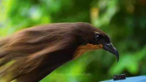 Wild Long-Haired Hummingbird (*the omnivorous hummingbird sp... by xcoralisax