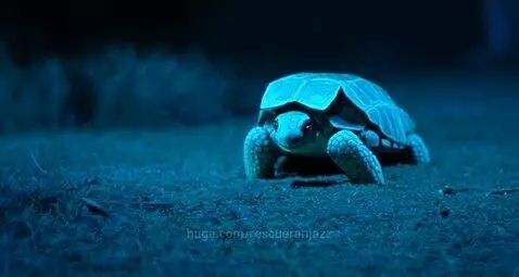 Tortoise getting ready for an epic race with the hear by rescueranjazz