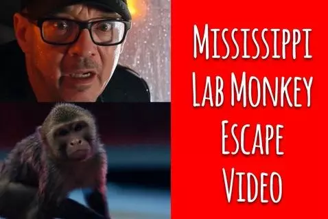 Mississippi Lab Monkey Escape Video! On 10/28/2025 a Semi Tr... by hahahypno