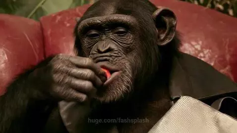 Chimpanzee mukbang by fashsplash