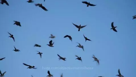 Birds in a flock by objectivesurveillance