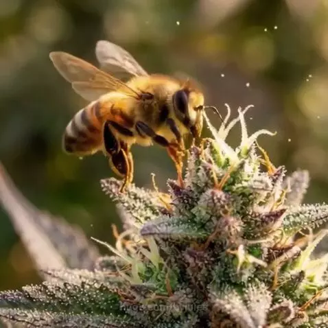 Welcome to the BEE by byjules