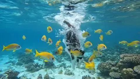 Cat Fish by lfmx