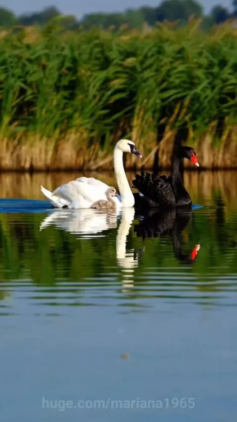 swans by mariana1965