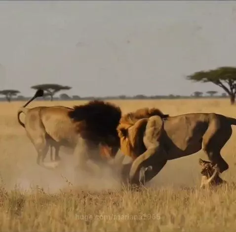 wild animals by mariana1965