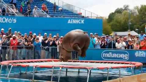 trampoline jump by mariana1965