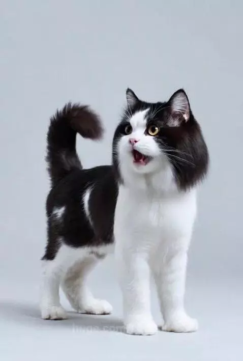 talking cat labubu by karusel