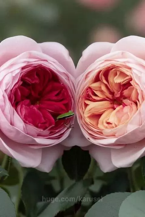 surreal nature by karusel