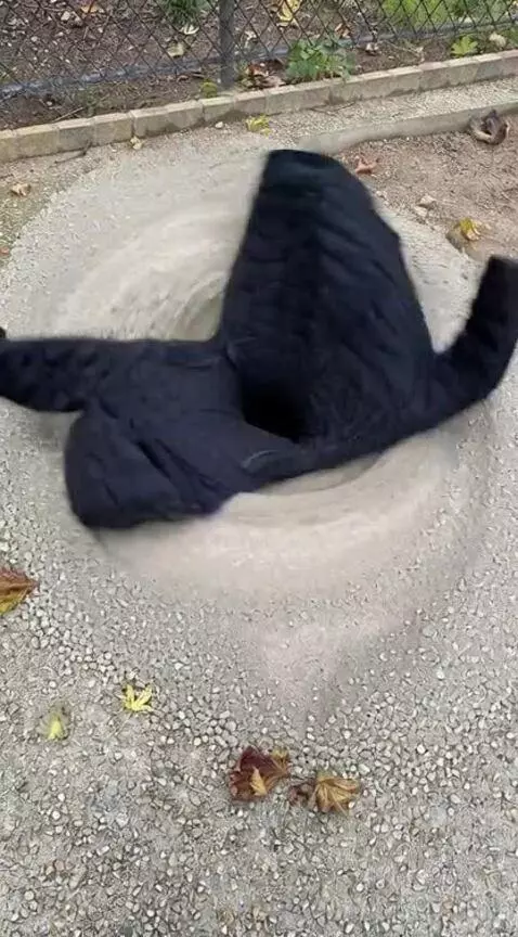 wheres my jacket? yah by karusel