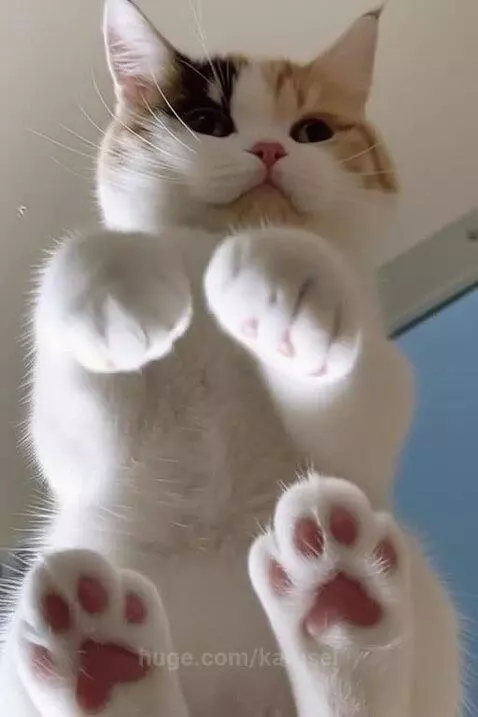 ai cats are the cutest by karusel