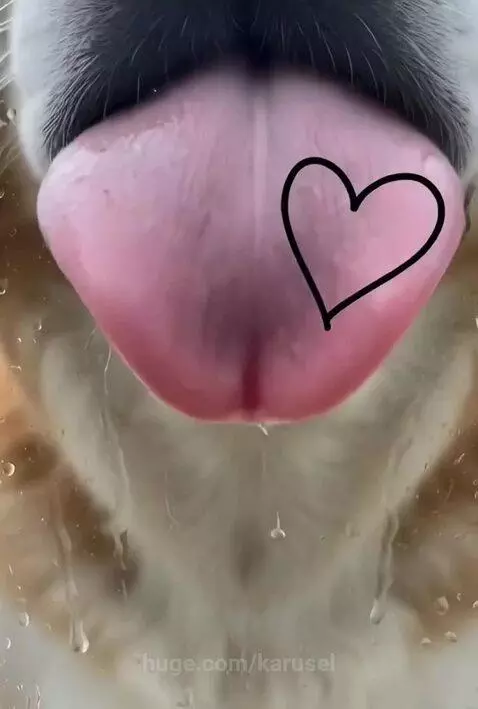 best in show by karusel