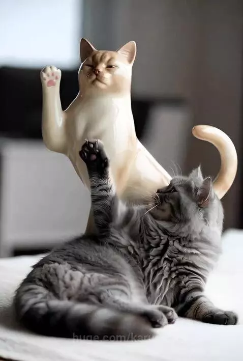 cat or cat? by karusel