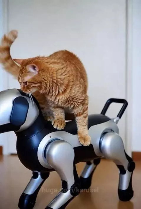 cat or dog? by karusel