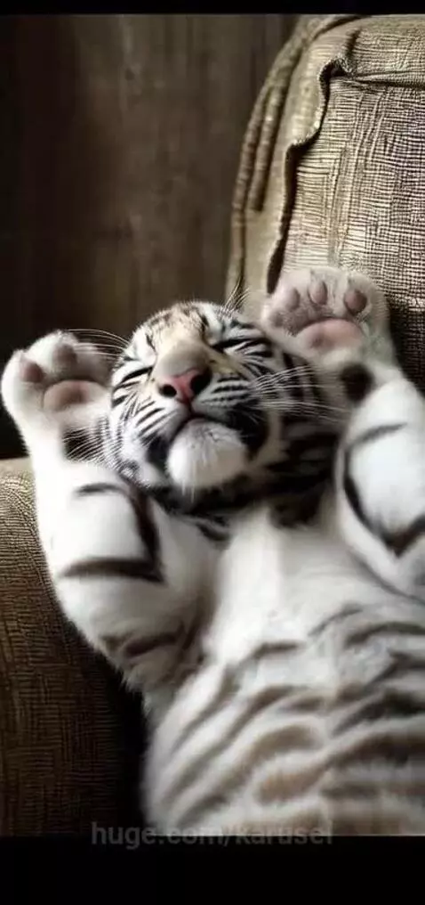 Albino baby tiger waking up by karusel
