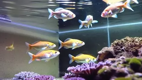 Wunderschöne, bunte Fische by sana