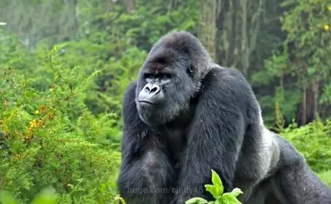Badman gorilla by cindy46