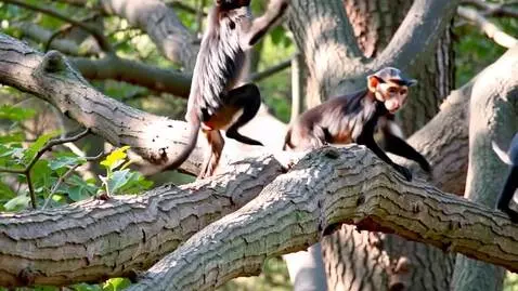 Monkeys in there habitat by cindy46