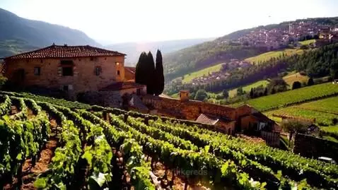 Vino by ilikereds