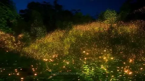 Where did all the Fireflies go?!?! by novawolf0722