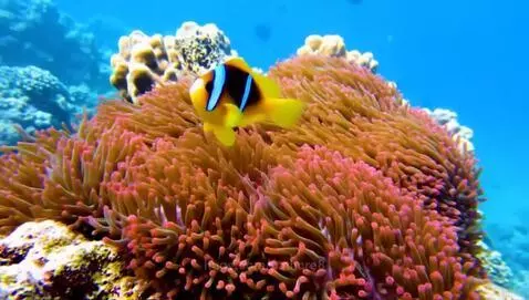 Under da sea by pathcre8