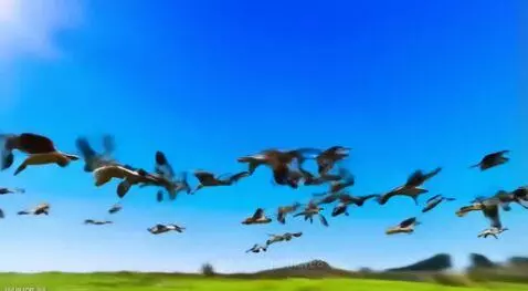 Fly life by pathcre8