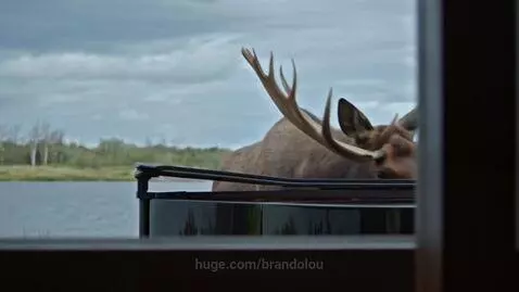 Moose  my friend by brandolou